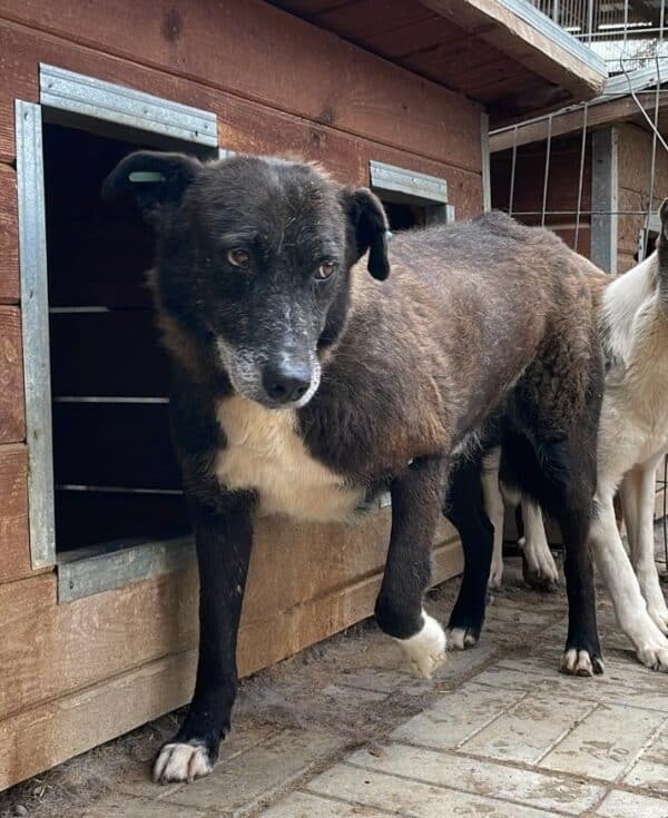 CARLITO (♂) - seit 2020 im Shelter – Bild 2