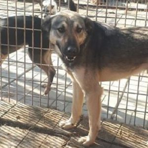 YACCO - vermisst 11/2021