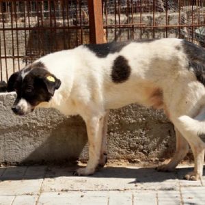 YALU - vermisst 04/2023