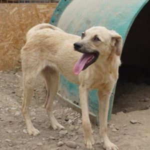 YVEE - vermisst 08/2021