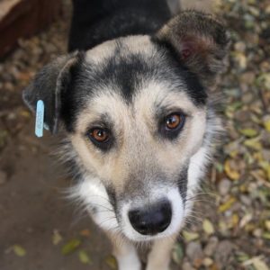 ZANNY - reserviert Tierhilfe Lebenswert DR - vermittelt