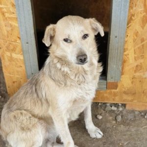 ZOLA - Notfall - vermisst 08/2021