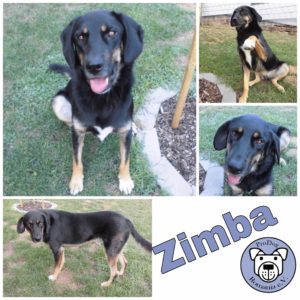 Zimba in 53332 Roisdorf