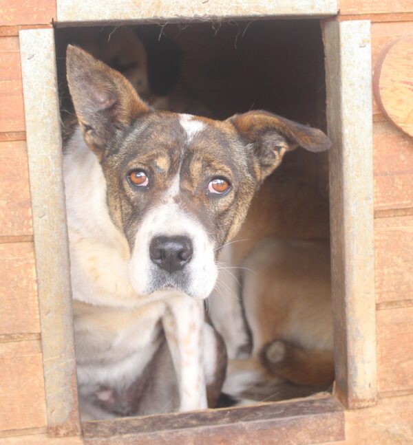 BRANCA (♀) - ausgereist zu Tiere in Not Odenwald e.V. – Bild 15