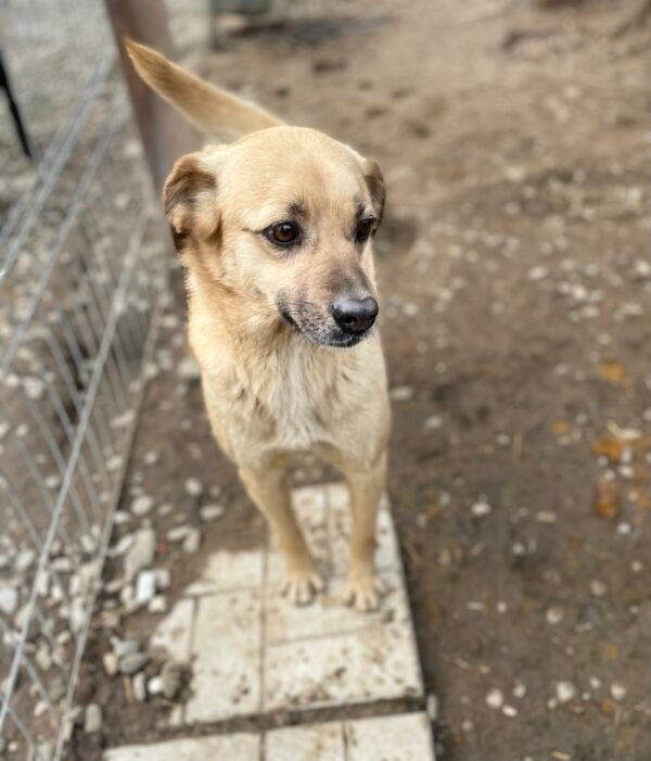 KAIRO - seit 2019 im Shelter - reserviert Tierhilfe Lebenswert DR - vermittelt – Bild 3