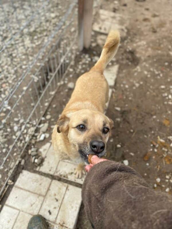 KAIRO - seit 2019 im Shelter - reserviert Tierhilfe Lebenswert DR - vermittelt – Bild 4