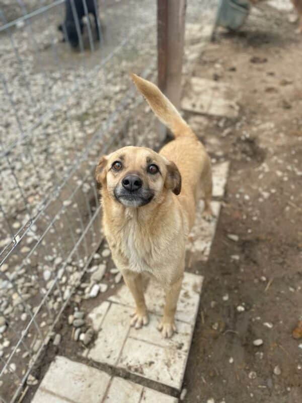 KAIRO - seit 2019 im Shelter - reserviert Tierhilfe Lebenswert DR - vermittelt – Bild 5