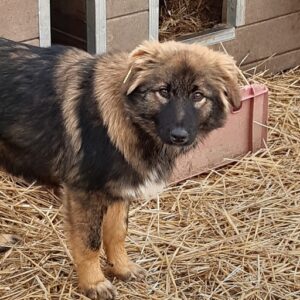 GHANDI - reserviert Anna (MH) - vermittelt