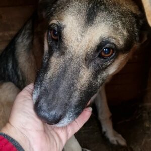 MINETTE - seelischer Notfall - auf Pflegestelle in PLZ 58 - vermittelt