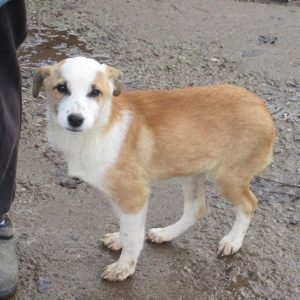 ELLIS – reserviert Tierhilfe Lebenswert - vermittelt