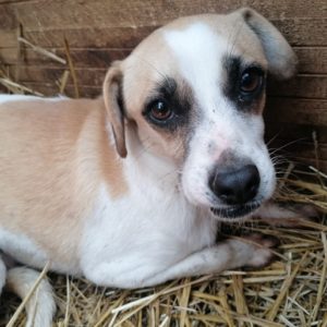 FINNY - reserviert Vergessene Pfoten Stuttgart - vermittelt