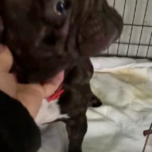 THEA - reserviert THL - vermittelt