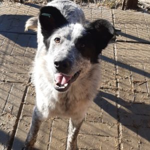 ELTON JOHN - reserviert TH Ahrweiler - vermittelt