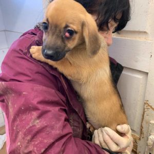 SASHA - reserviert Tierhilfe Lebenswert DR - vermittelt