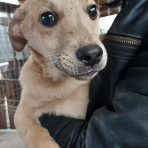 LUCKY - reserviert Hundeengel - vermittelt