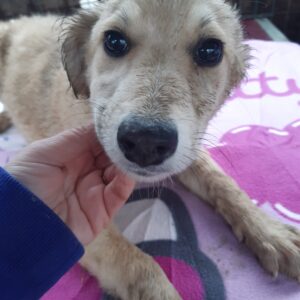 FLORENCE - reserviert Vergessene Pfoten Stuttgart - vermittelt