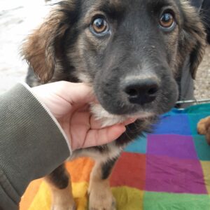 PAULE - reserviert Vergessene Pfoten Stuttgart - vermittelt