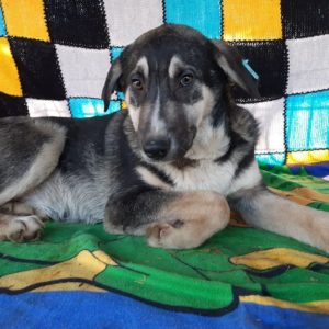 ELIKIA - reserviert für ES (MG) - vermittelt