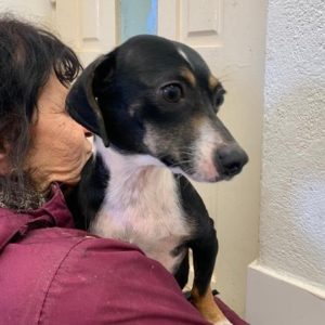 MAJA - reserviert Tierhilfe Lebenswert DR - vermittelt