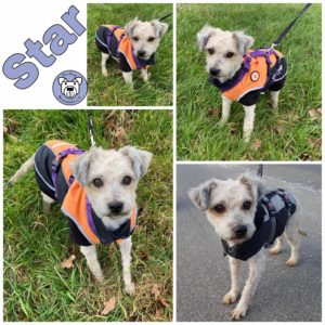 Star in 18311 Ribnitz Damgarten