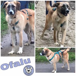 Ofalu in 24354 Rieseby