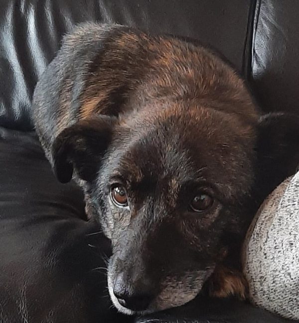 Tellie in 76771 Hördt – Bild 4