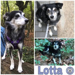 Lotta in 49716 Meppen