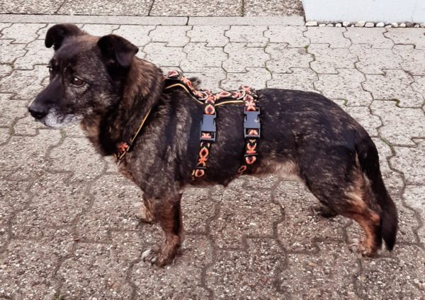 Tellie in 76771 Hördt – Bild 5