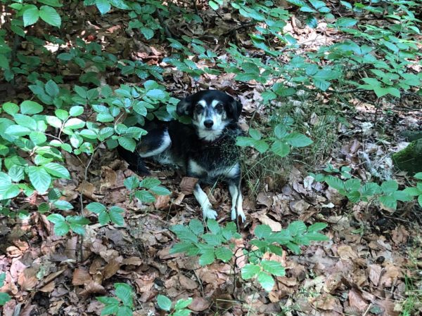 Lotta in 49716 Meppen – Bild 6
