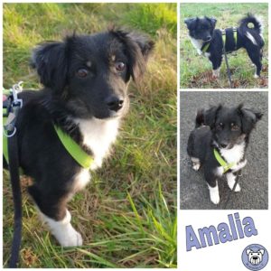 Amalia in 18311 Ribnitz-Damgarten  *vermittelt*