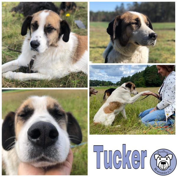 Tucker in 21435 Stelle - reserviert (PSL)