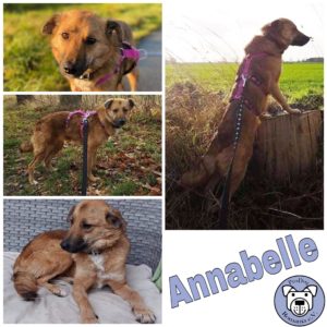 ANNABELLE in 18311 Ribnitz-Damgarten - vermittelt