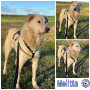 Melitta in 18311 Ribnitz-Damgarten