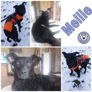 Mellie in 53881 Euskirchen *reserviert*