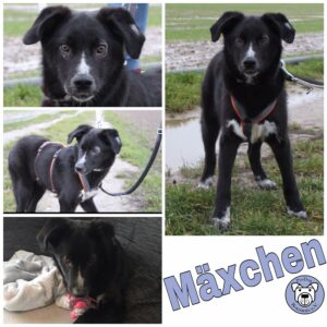 Mäxchen in 40670 Meerbusch - vermittelt