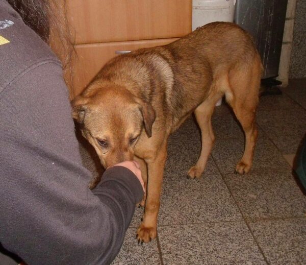 Jules in 32423 Minden (NRW) – Bild 11
