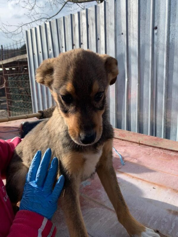 COOKIE - reserviert Tierhilfe Lebenswert DR - vermittelt – Bild 3