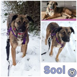 Sool in 64395 Brensbach - reserviert