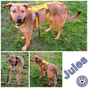 Jules in 32423 Minden (NRW)