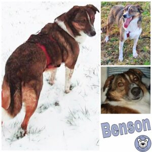 Benson in 58256 Ennepetal *reserviert*