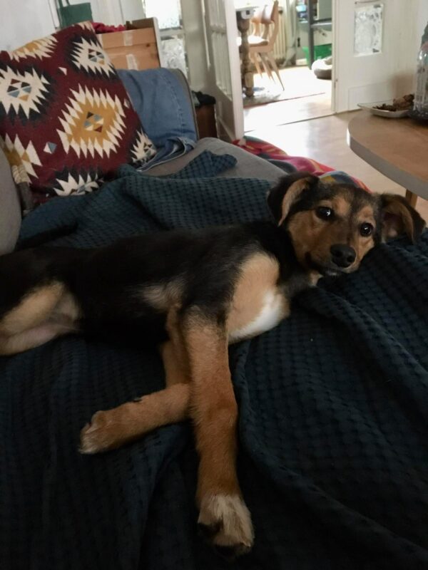 Tamika in 59423 Unna *reserviert* – Bild 2