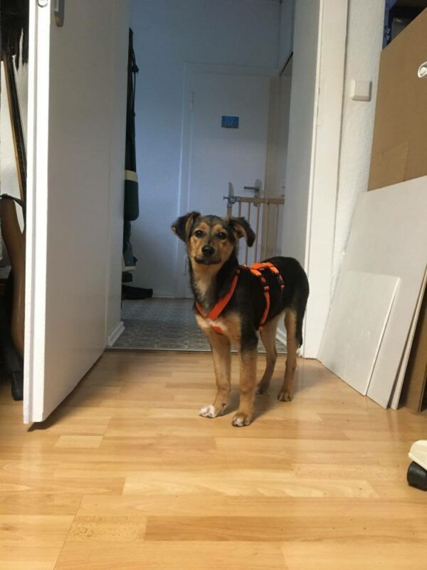 Tamika in 59423 Unna *reserviert* – Bild 6