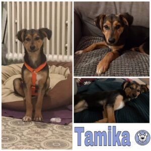 Tamika in 59423 Unna *reserviert*