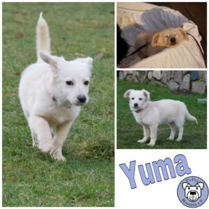 Yuma in 21493 Möhnsen ***vermittelt***