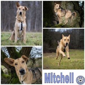 Mitchell in 56727 Mayen