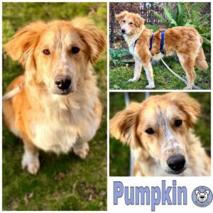 Pumpkin in in 30539 Hannover *reserviert*