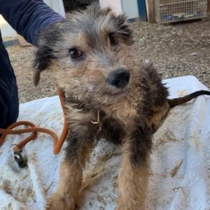 LEO - reserviert THL DogR (01/21) - vermittelt