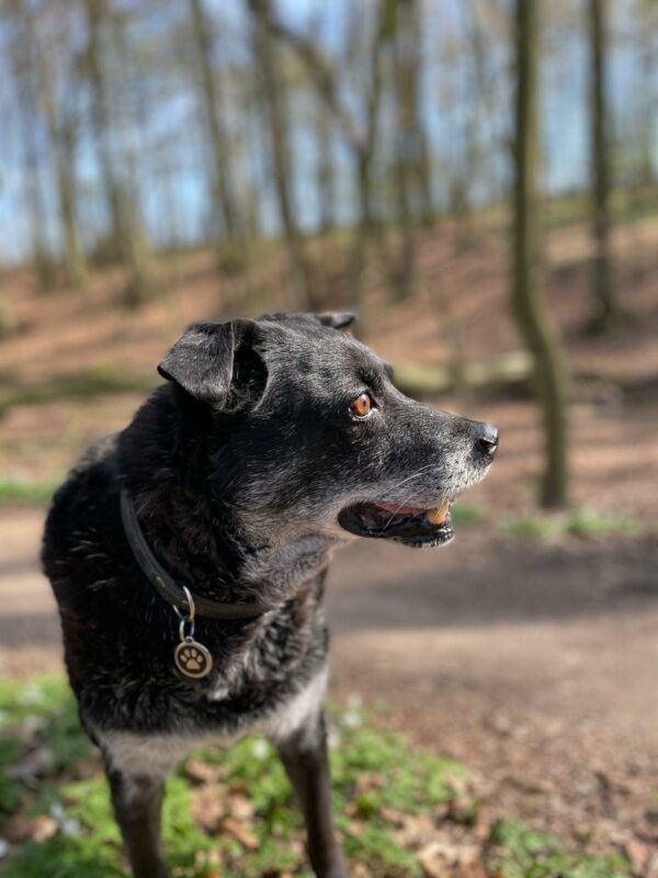 KONSTANTIN - Gnadenplatzhund seit dem 11.05.2019 RBB 01.04.23 – Bild 2