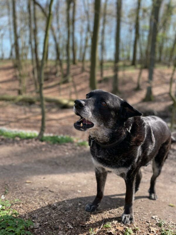 KONSTANTIN - Gnadenplatzhund seit dem 11.05.2019 RBB 01.04.23 – Bild 3