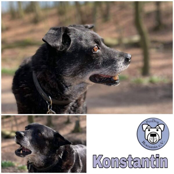 KONSTANTIN - Gnadenplatzhund seit dem 11.05.2019 RBB 01.04.23